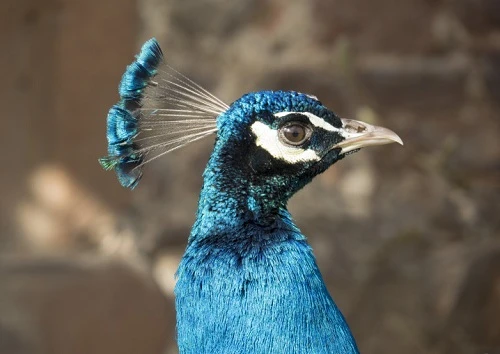 Bộ sưu tập ống kính Olympus M.Zuiko không thể bỏ qua