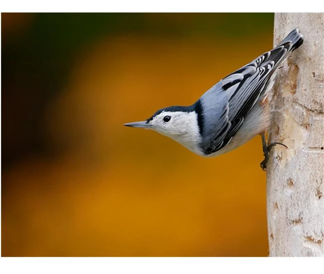 Những ưu điểm lý tưởng của hệ máy ảnh Micro Four Thirds