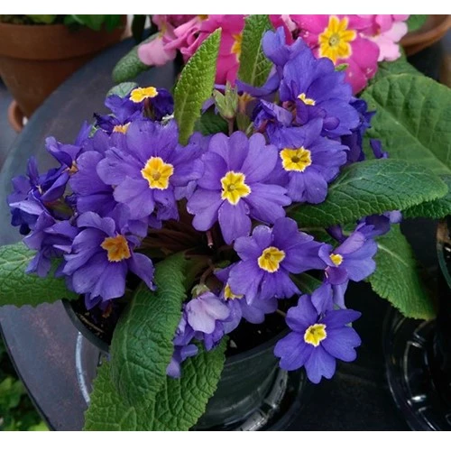 Mẹo nâng tay nghề nghiếp ảnh