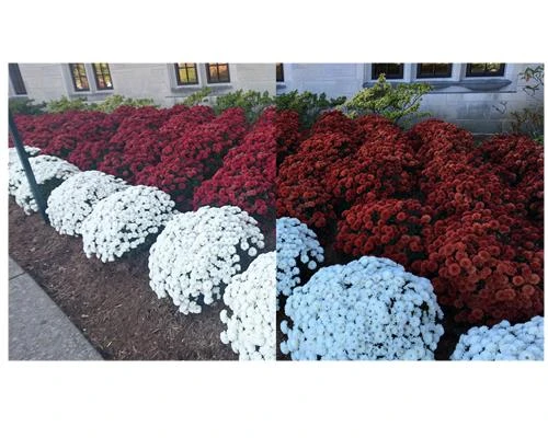 Nên và không nên chọn máy DSLR