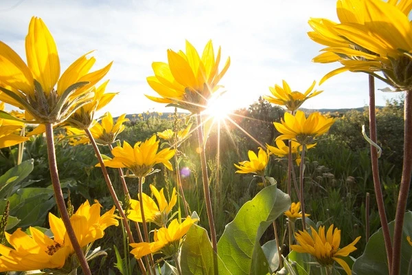 Những điều cần nhớ khi chụp ảnh ngược sáng