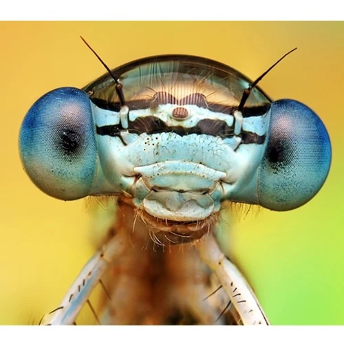 Những chú ý khi chụp macro