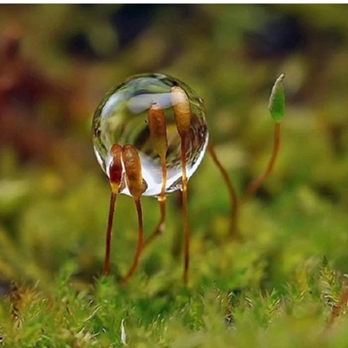 Những chú ý khi chụp macro