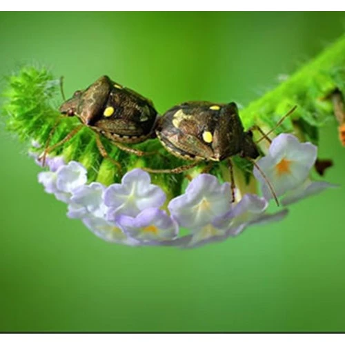 Những chú ý khi chụp macro