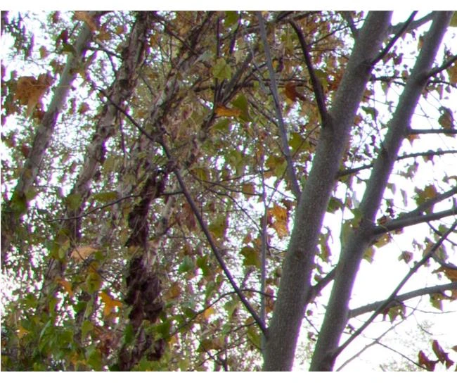 Ống Kính Canon EF 8-15mm f/4L – rộng tới mức không thể rộng hơn