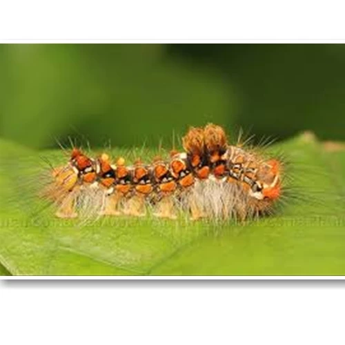 Ống Kính Canon EF100mm F2.8 L Macro IS USM Chính Hãng