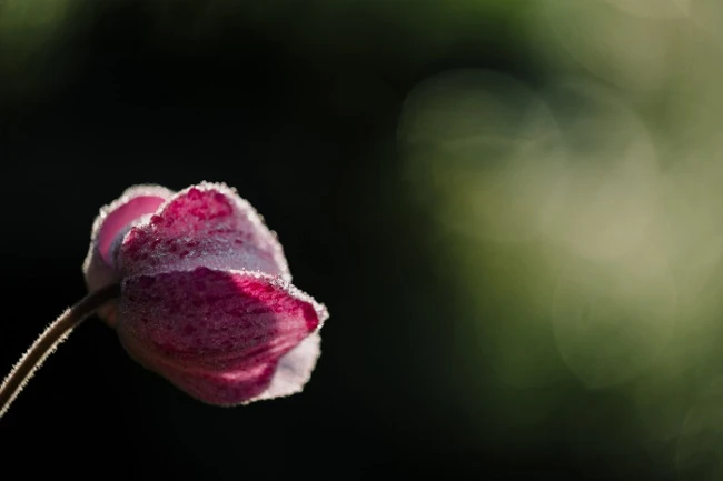 Ống Kính Fujifilm (Fujinon) XF 80MM F2.8 R LM OIS WR Macro