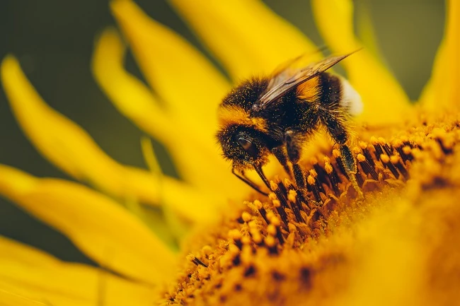 Ống Kính Fujifilm (Fujinon) XF 80MM F2.8 R LM OIS WR Macro