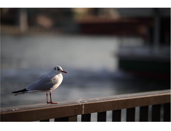 Ống Kính Sigma 105mm F/1.4 DG HSM ART Cho Sony