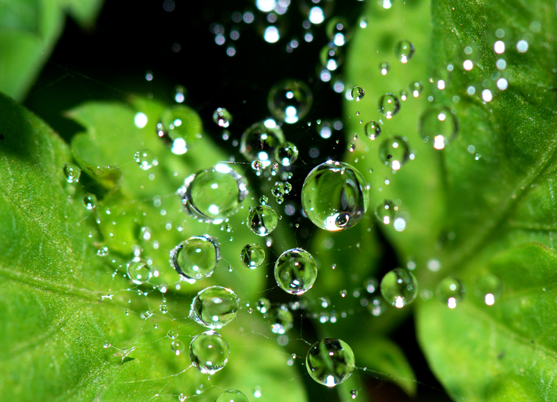 Ống Kính Sigma 105mm F2.8 DG DN Macro Art Cho L Mount