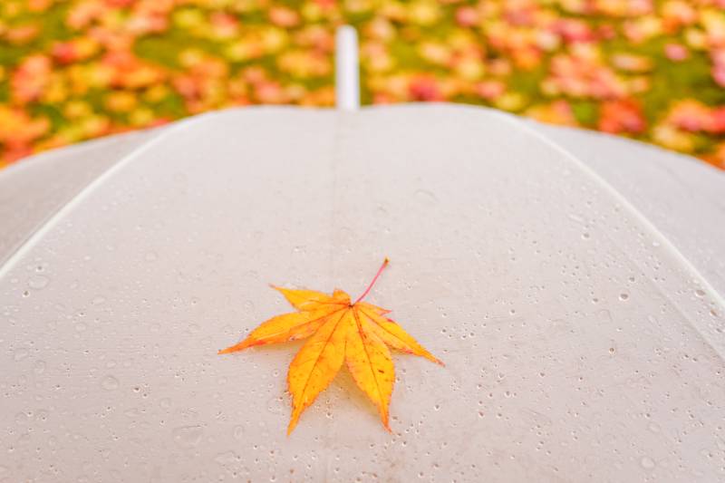 Ống Kính Sigma 24mm F3.5 DG DN Contemporary Cho E Mount