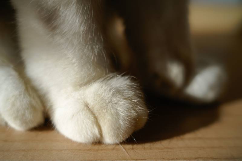 Ống Kính Sigma 24mm F3.5 DG DN Contemporary Cho L Mount