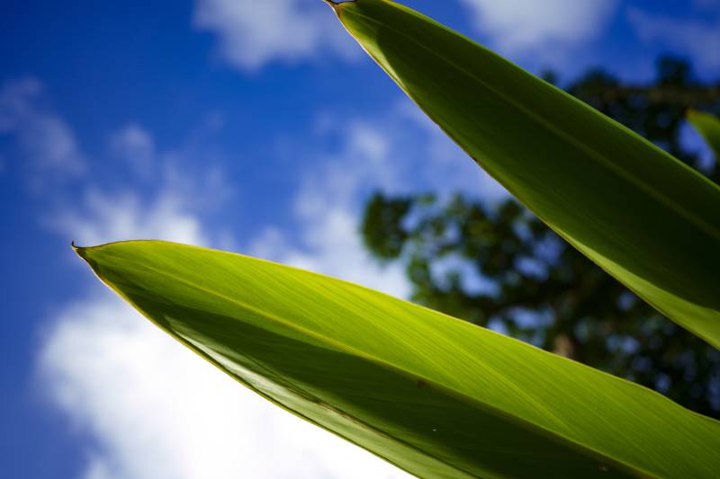 Ống Kính Sigma 24mm F3.5 DG DN Contemporary Cho L Mount