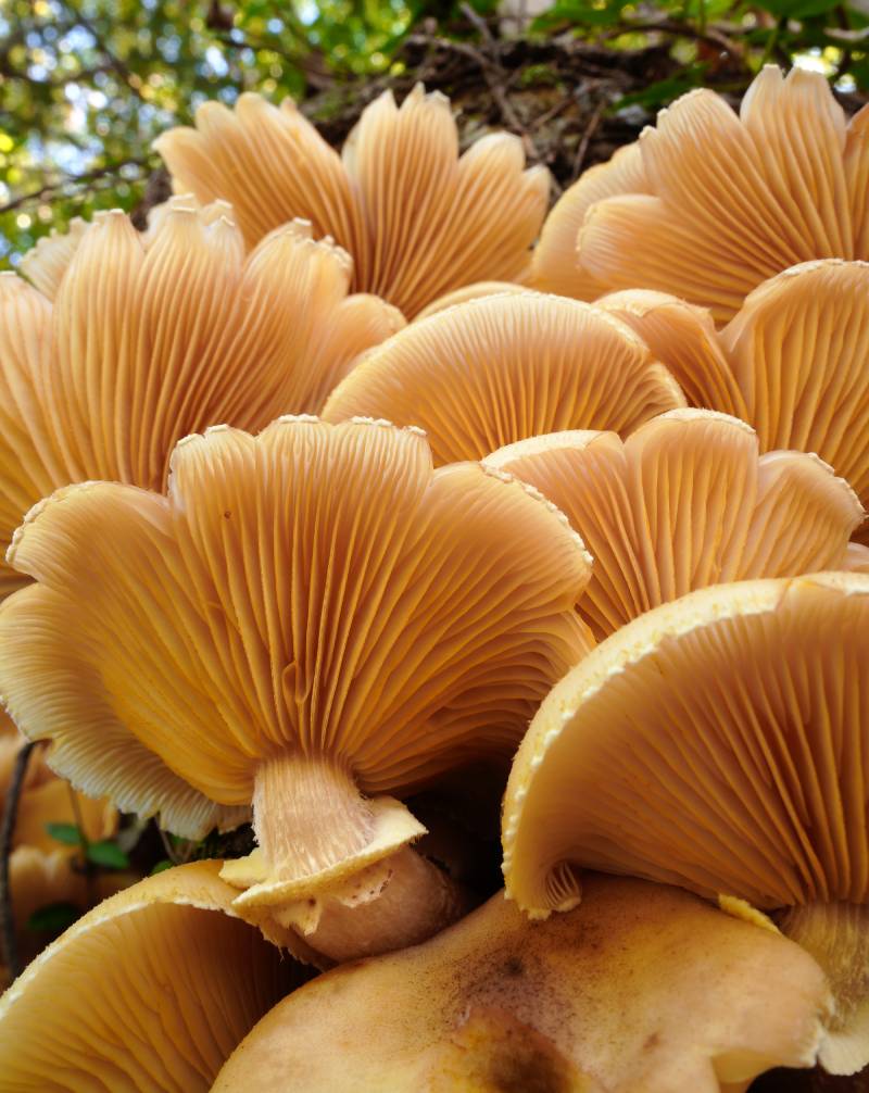 Ống Kính Sigma 24mm F3.5 DG DN Contemporary Cho L Mount