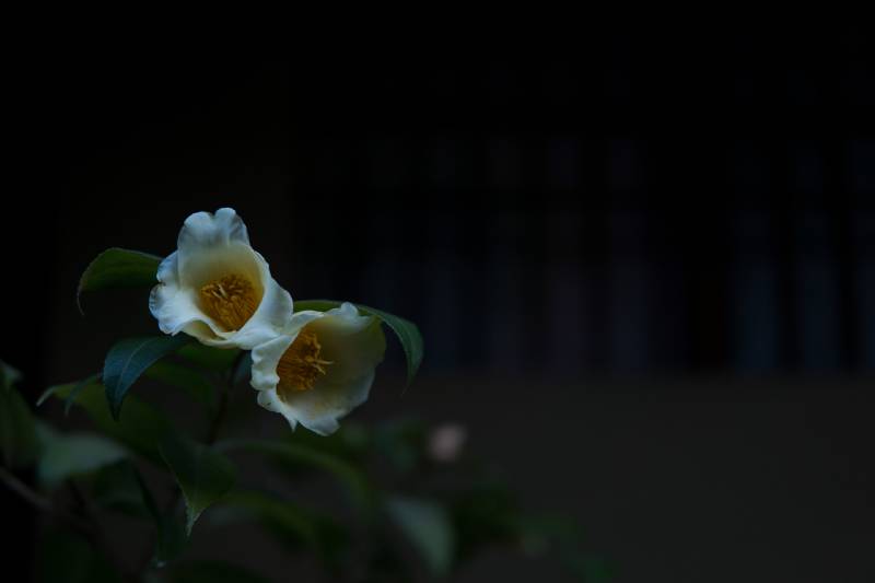 Ống Kính Sigma 30mm F1.4 DC DN Contemporary For Micro Four Third