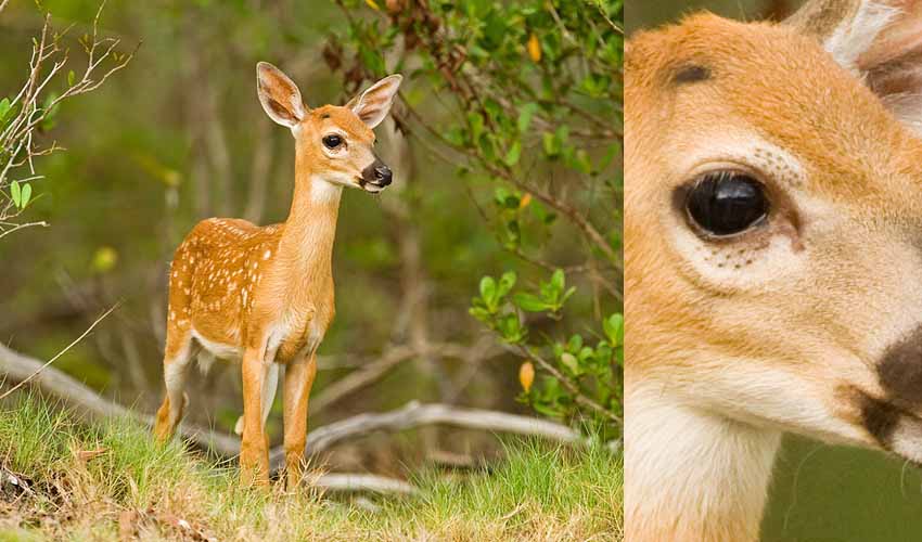 Ống Kính Sigma 500mm f/4 DG OS HSM Sports For Canon EF