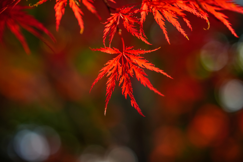 Ống Kính Sigma 65mm F2 DG DN Comtemporary Cho E Mount