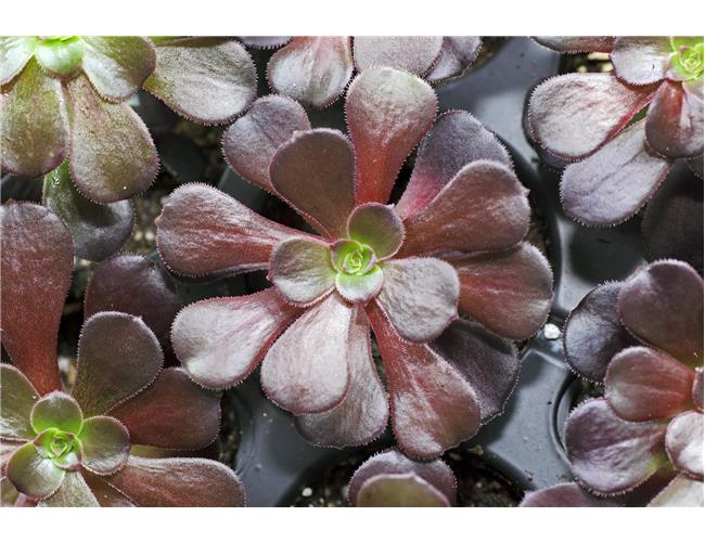 Ống Kính Sigma 70mm F/ 2.8 DG MACRO ART For Sony