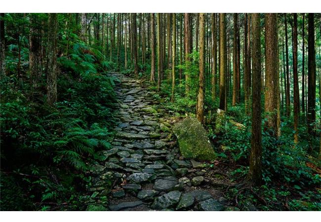 Ống Kính Sony FE 24-105mm f/4 G OSS (SEL24105G)