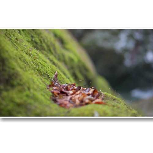 Ống Kính Sony FE 50mm f/1.8 (SEL50F18F)