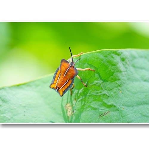 Ống Kính Sony FE 90mm F2.8 Macro G OSS (SEL90M28G)