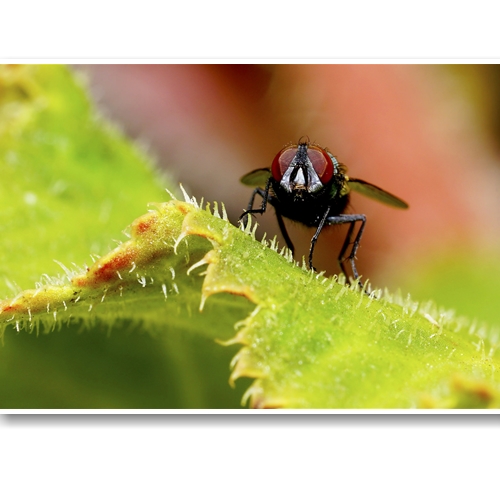 Ống Kính Sony FE 90mm F2.8 Macro G OSS (SEL90M28G)