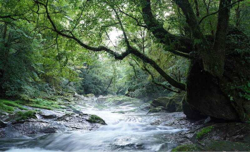 Ống Kính Sony G Master FE 35mm F1.4/ SEL35F14GM