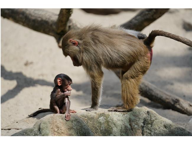 Ống Kính Sony G Master FE 70-200MM F2.8 GM OSS (SEL70200GM)