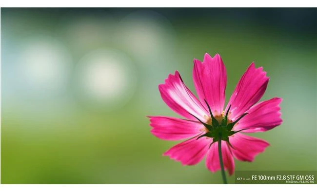 Ống kính Sony FE 100mm f/2.8 STF GM OSS: sự kết hợp hoàn hảo