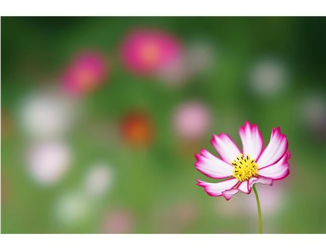 Ống kính Sony FE 100mm f/2.8 STF GM OSS: sự kết hợp hoàn hảo