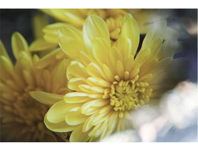 Tạo hiệu ứng ảnh lung linh với kính lúp