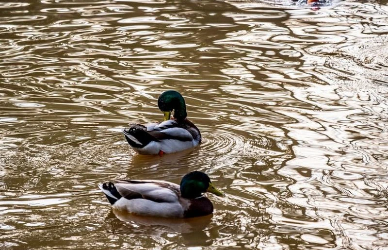 Khả năng lấy nét tự động êm ái, bắt trọn mọi khoảnh khắc