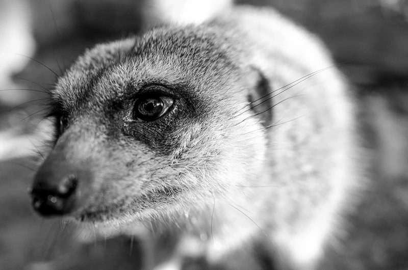 Ảnh close-up rõ nét, nổi bật chi tiết