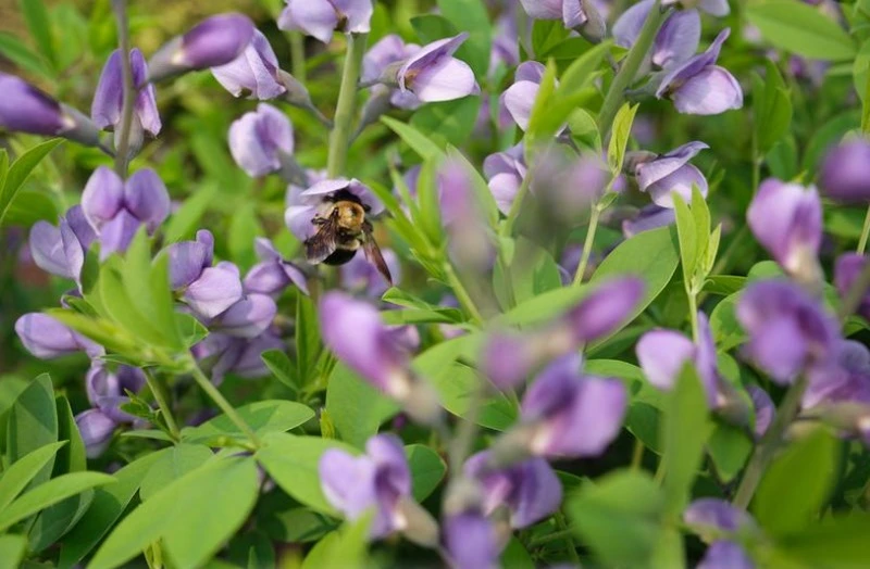 Hiệu ứng bokeh mịn, tăng chiều sâu và nổi bật chủ thể