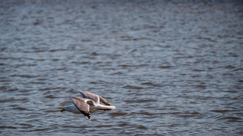 Tốc độ lấy nét cực nhanh nhờ động cơ tuyến tính Linear Motor