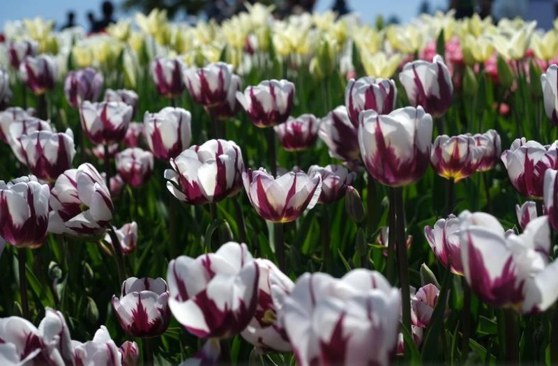 Chi tiết sắc sảo và sống động ngay từ lần chụp đầu tiên