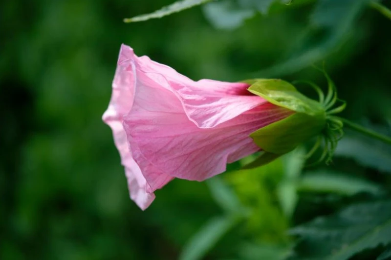 Góc nhìn tự nhiên với tiêu cự 50mm trên APS-C