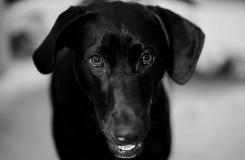 Hiệu suất quang học thể hiện qua ảnh sắc nét