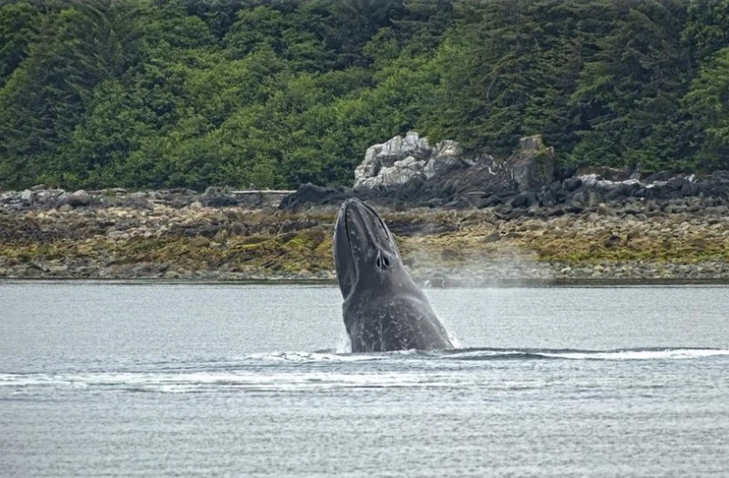 Khả năng chụp cận cảnh close-up với độ chi tiết cao