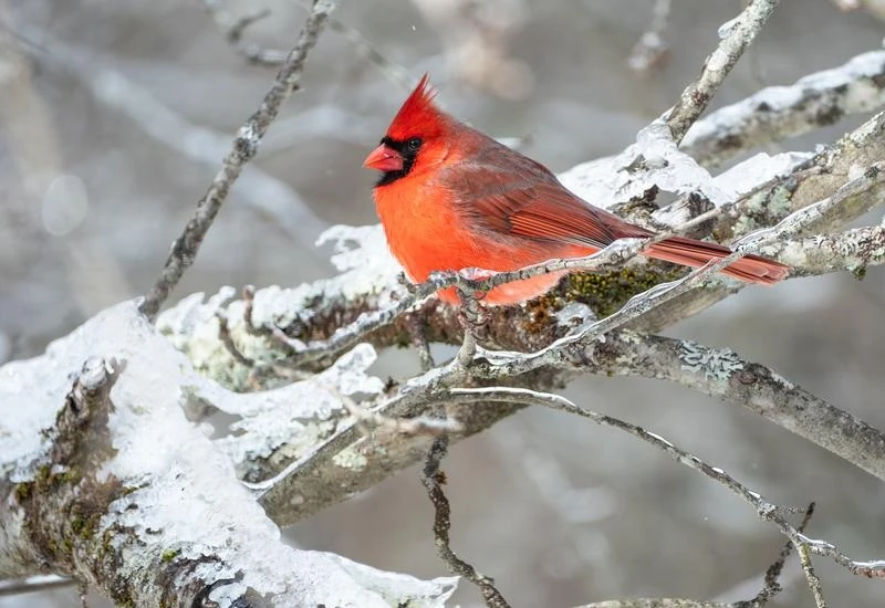 Ống kính với chống rung 5.5 stops giúp giảm nhòe