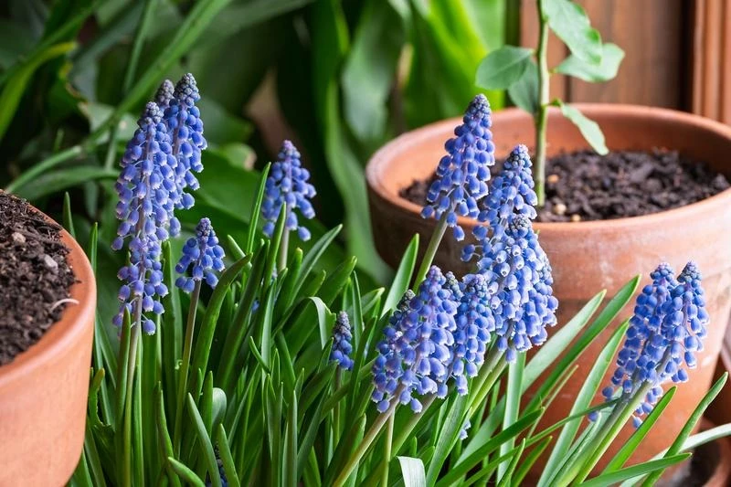 Cơ chế Linear Motor mang lại khả năng lấy nét tự động siêu tốc